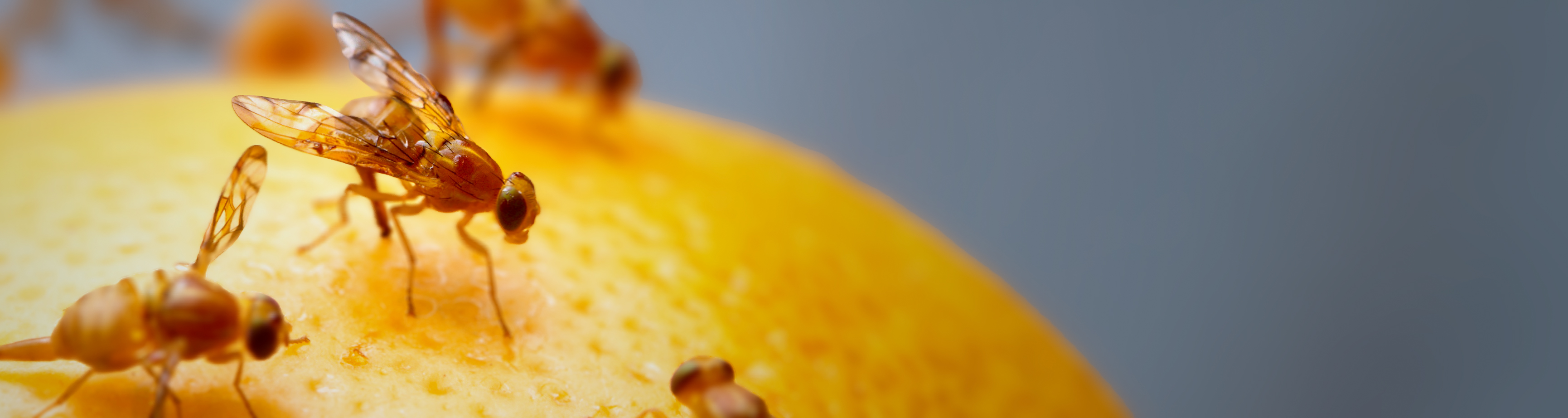 Moscerino della Frutta