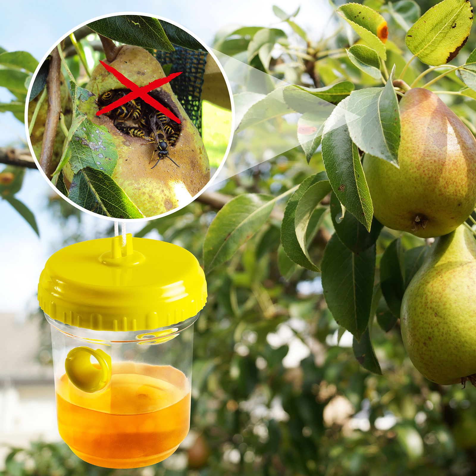 Wespenabwehr im Birnbaum