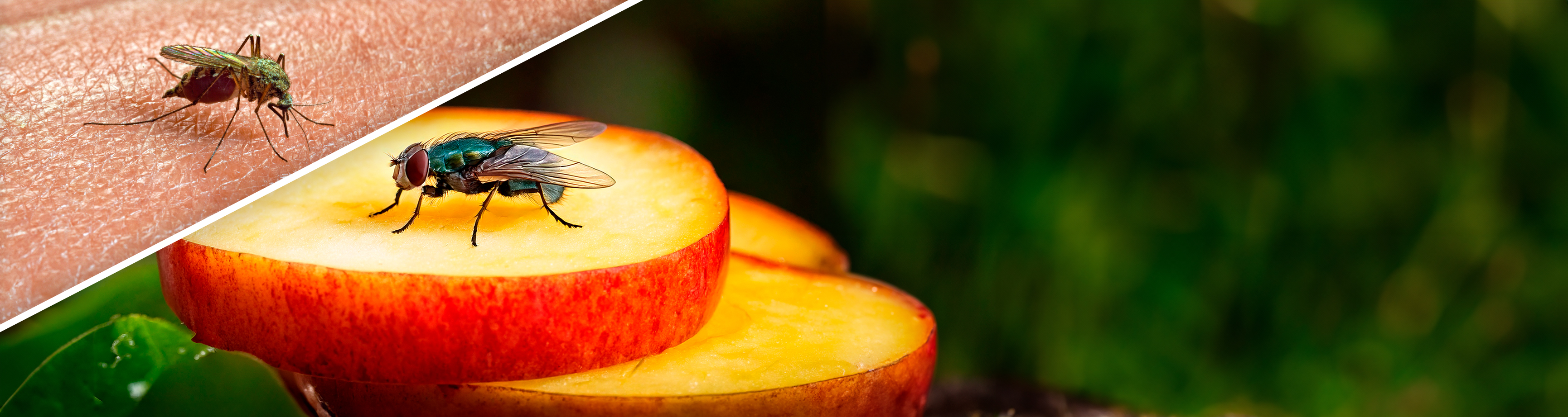 Repellenti per Insetti