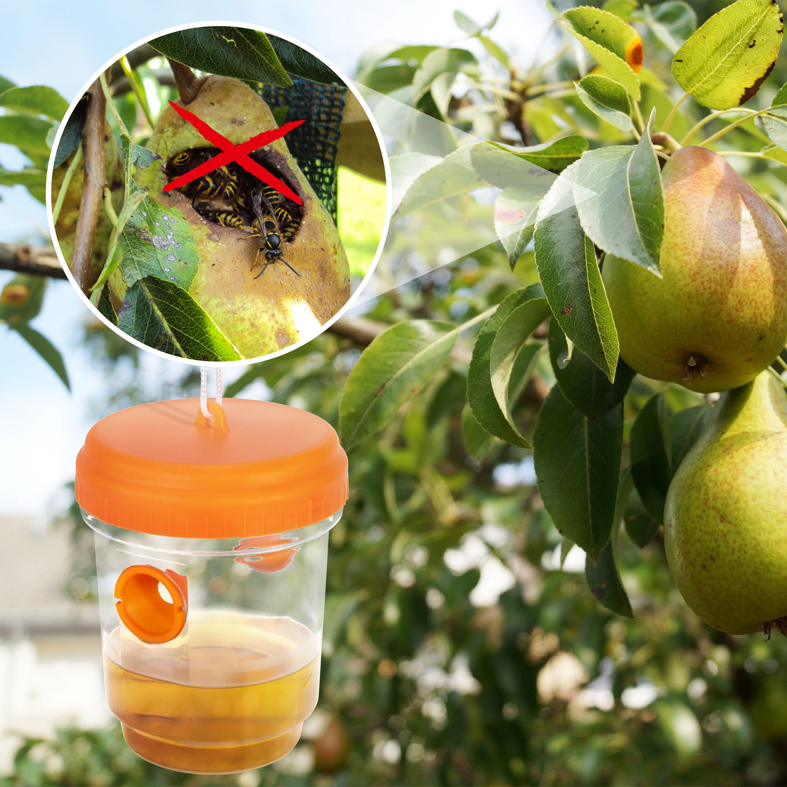 Wespen sind besonders im Spätsommer lästig, da sie dann am aktivsten sind und immer auf Nahrungssuche.