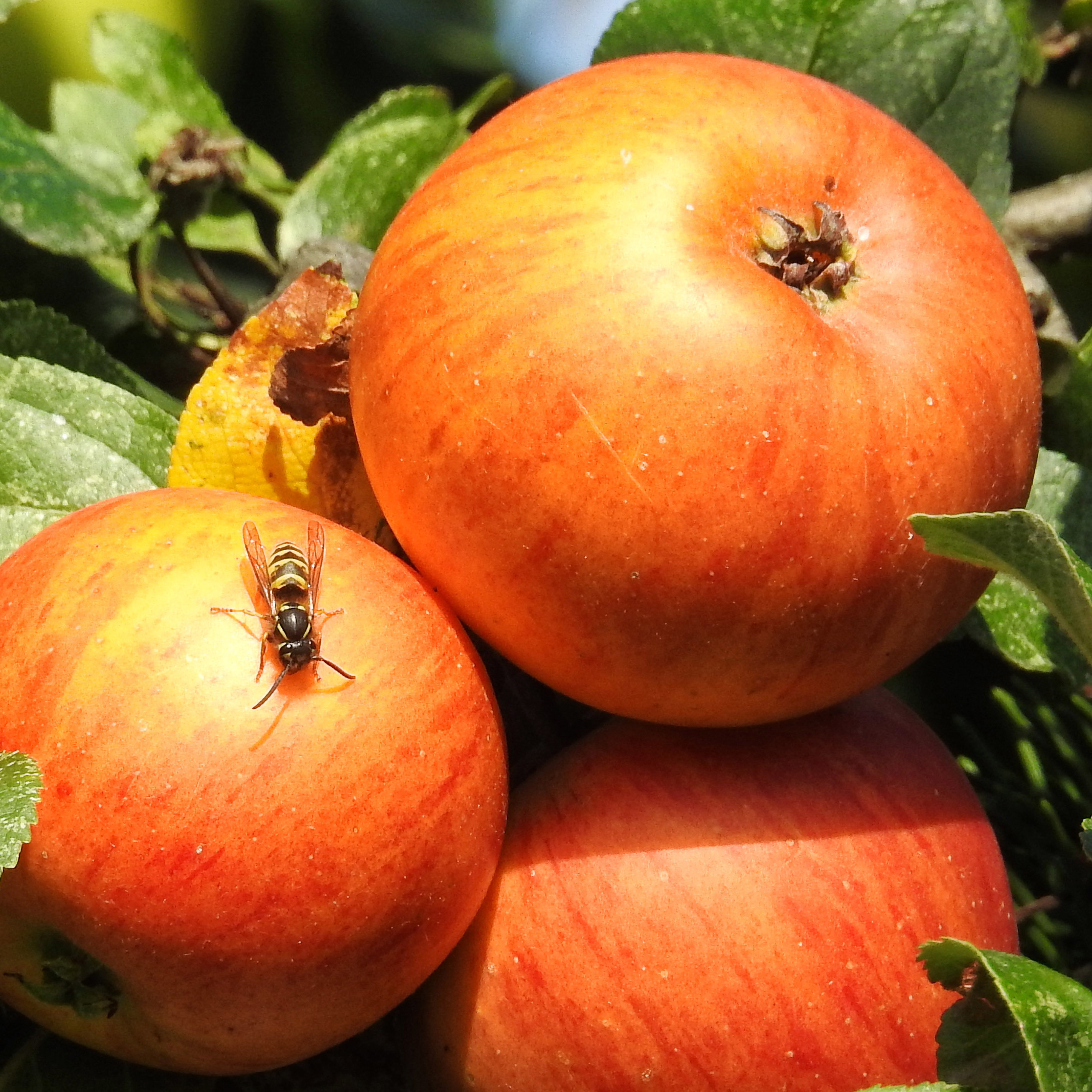 Sie lieben den Duft von Obst & süßen Speisen, die bei uns auf den Tischen stehen.