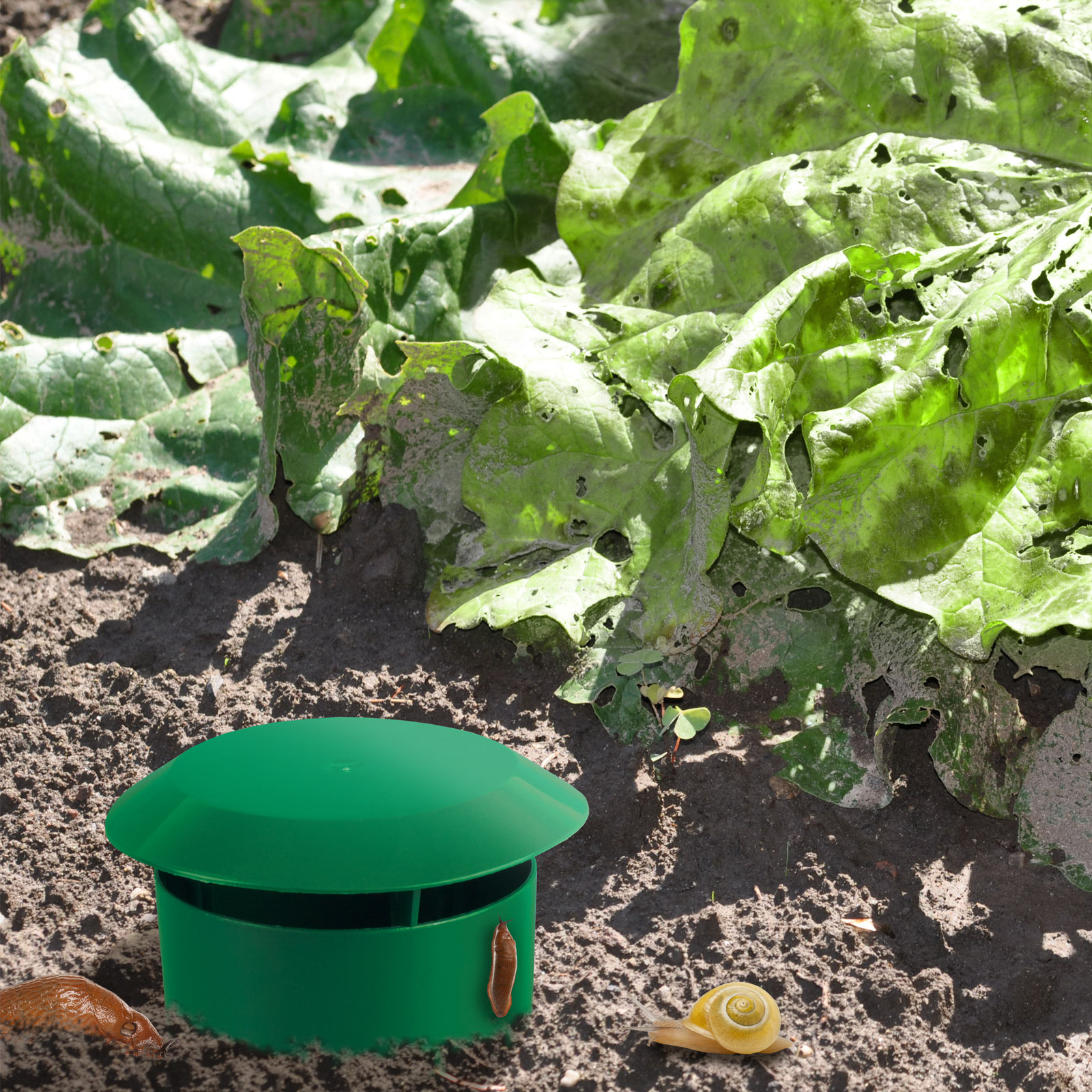 Löchrig gefressener Salat? Locken Sie die Gartenschädlinge von Beet weg!