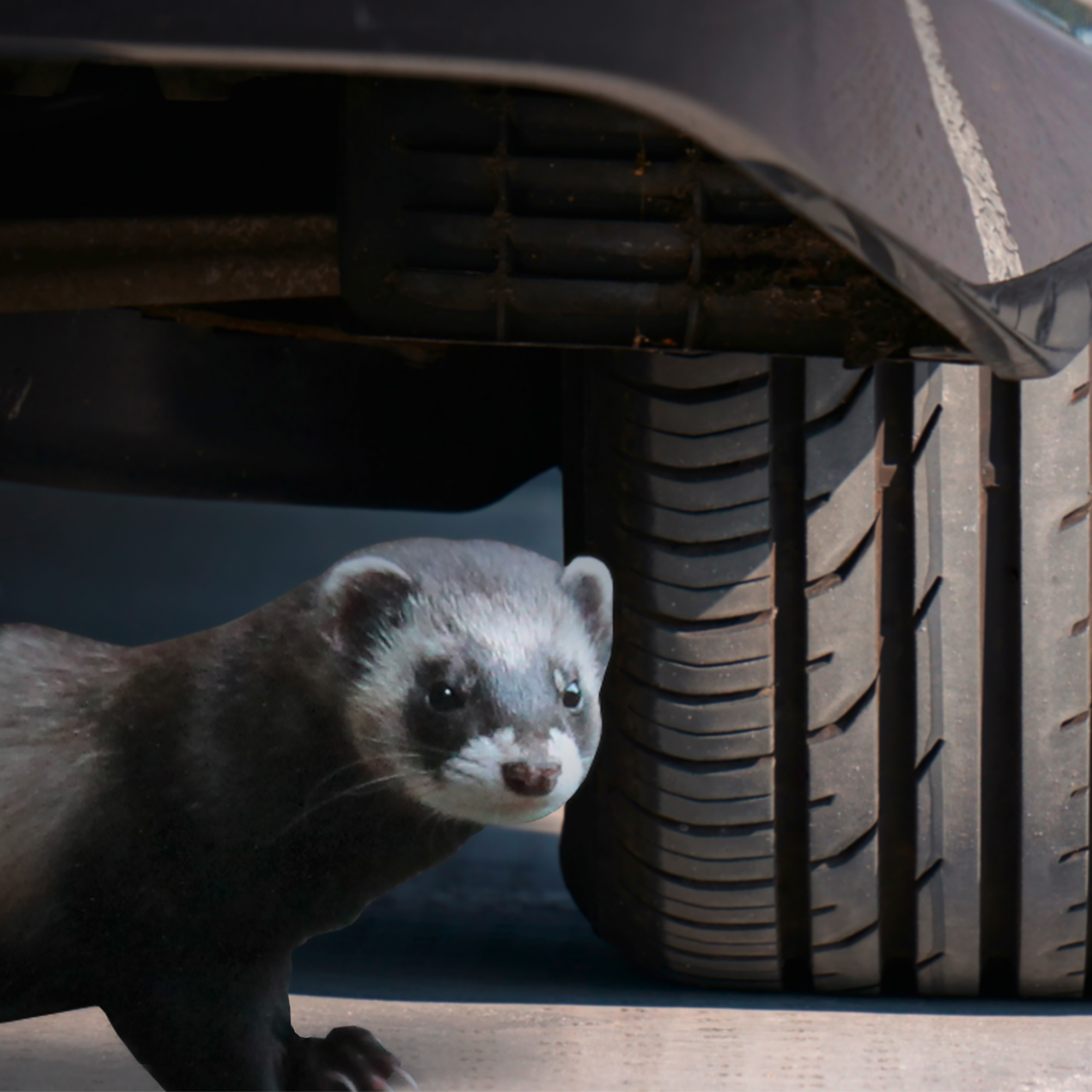Hat es sich ein Marder bei Ihnen erst mal gemütlich gemacht ist es schwer ihn aus seinem Revier zu vertreiben.