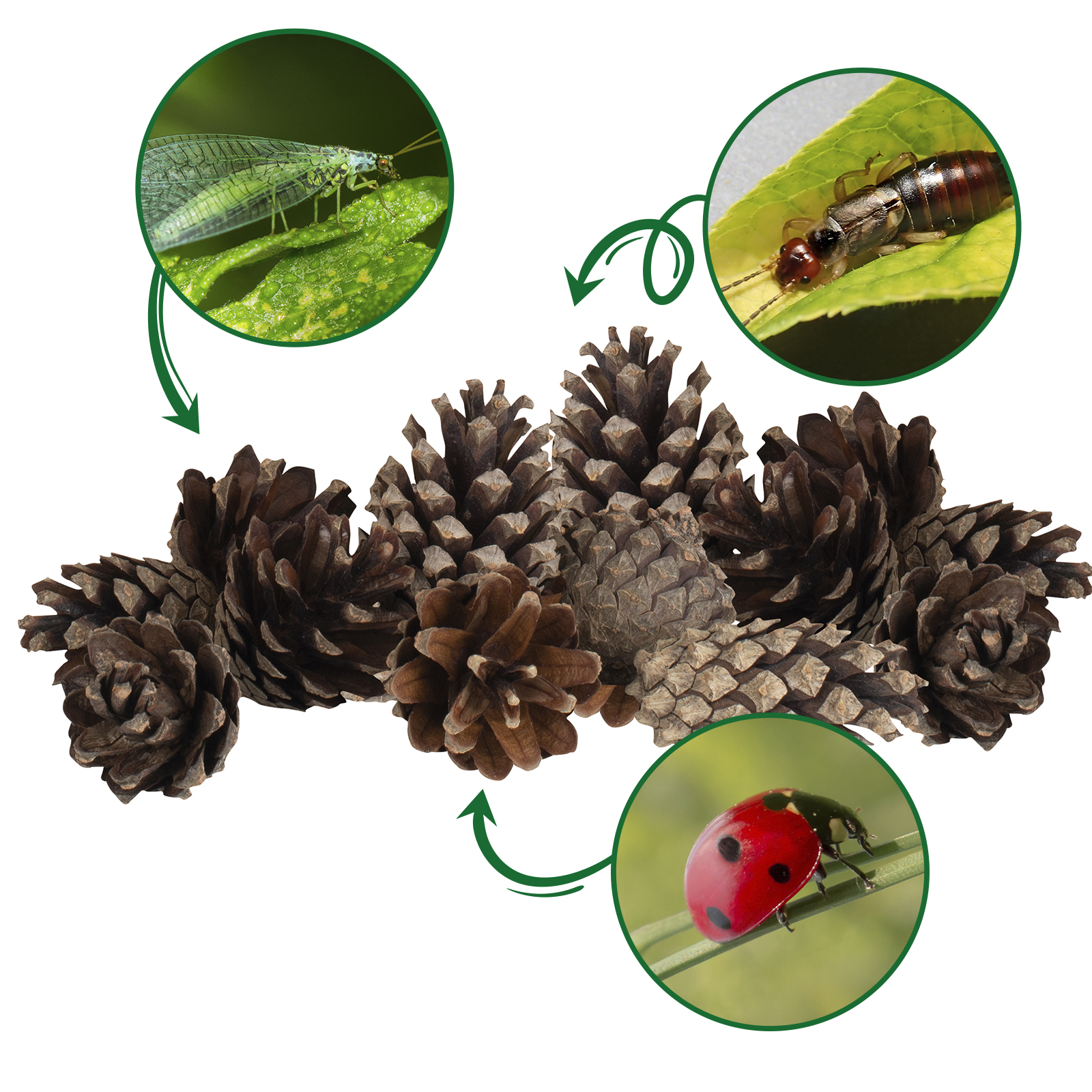 Zwischen den Zapfen finden Florfliegen, Marienkäfer und Ohrenkneifer einen Unterschlupf zum Überwintern und Nisten.