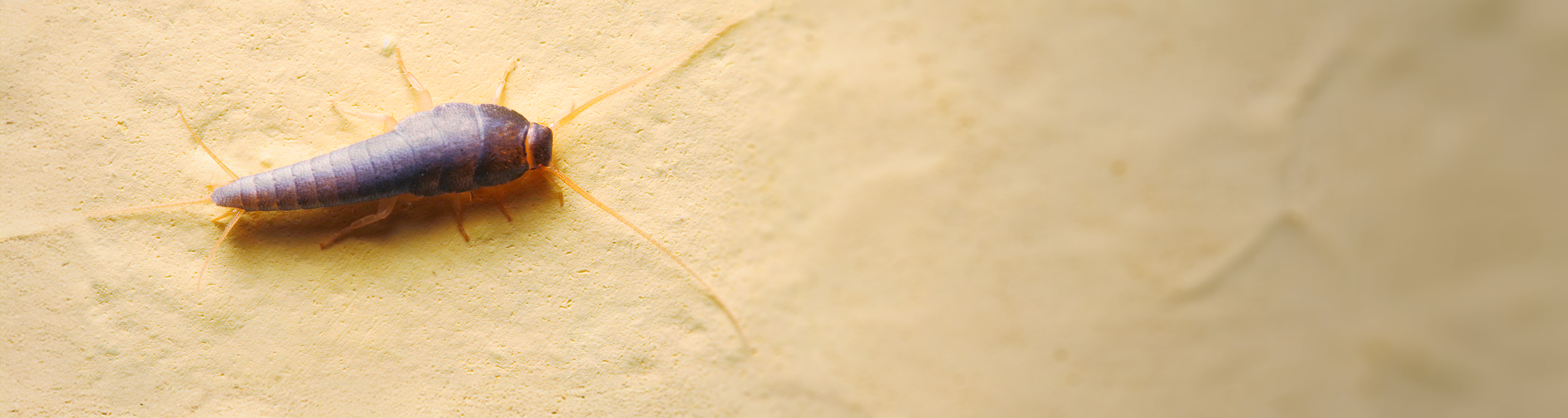 Pesciolino d’Argento