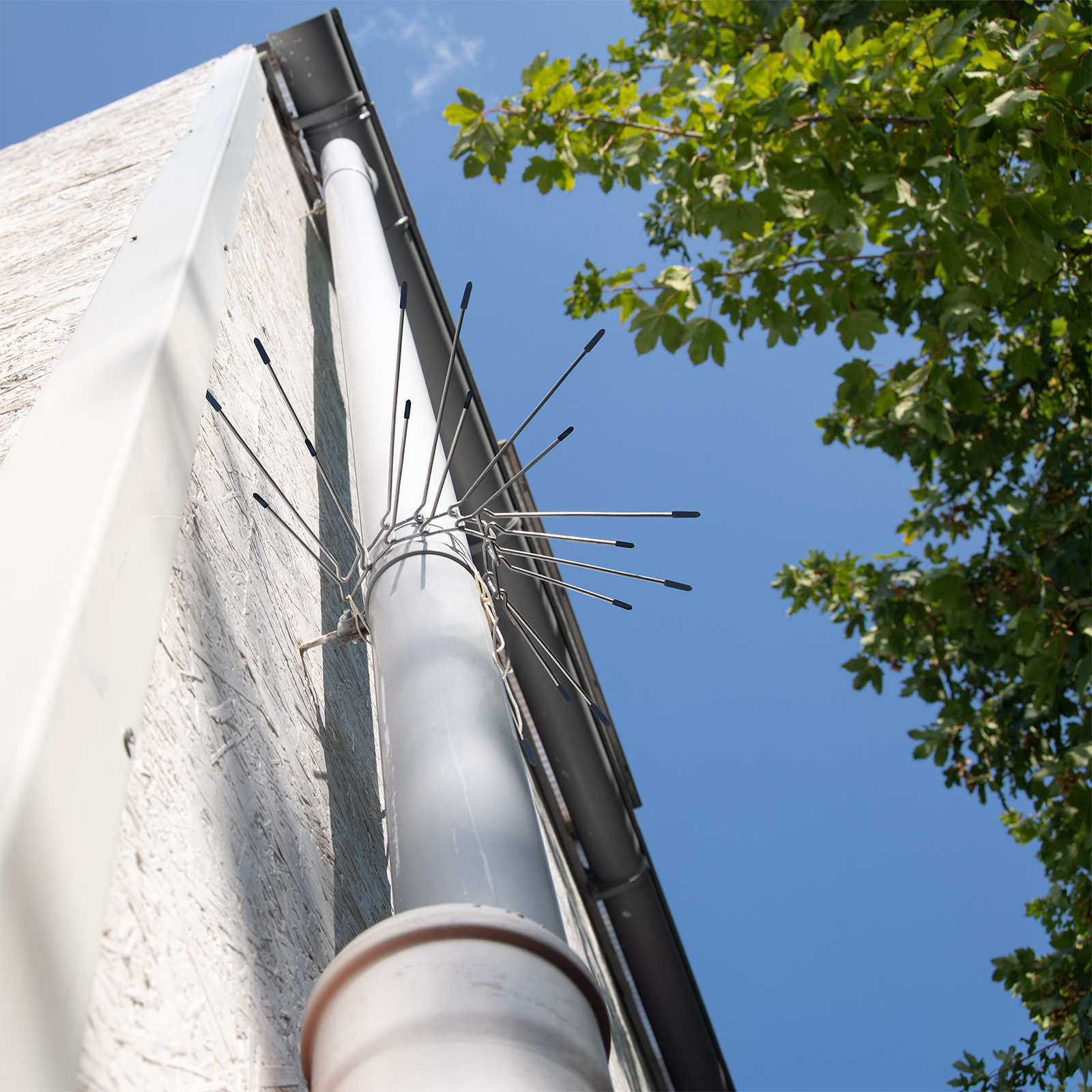 Marder sind begabte Kletterer und schaffen es auch glatte Rohre hinauf.