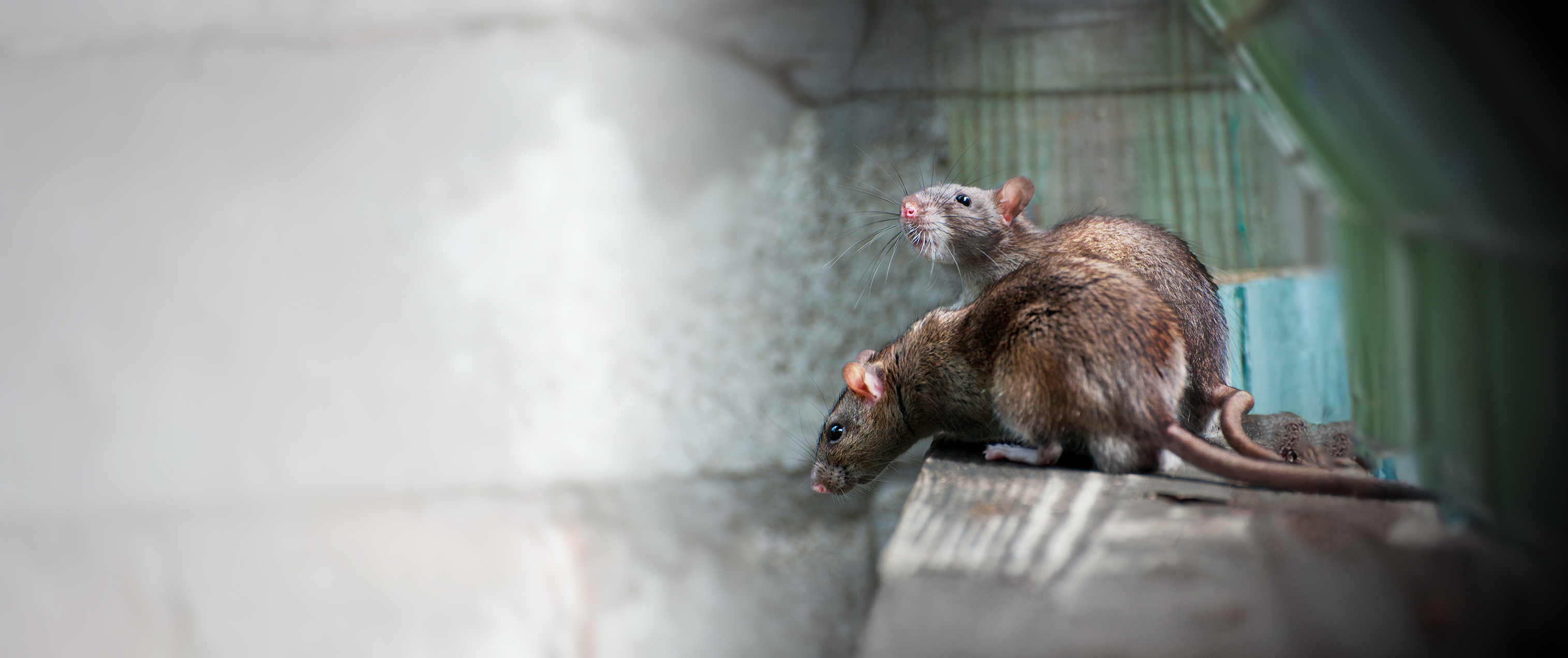 Rattenabwehr – Rattenfallen, Abwehrgeräte mit Ultraschall, Nagerbarrieren