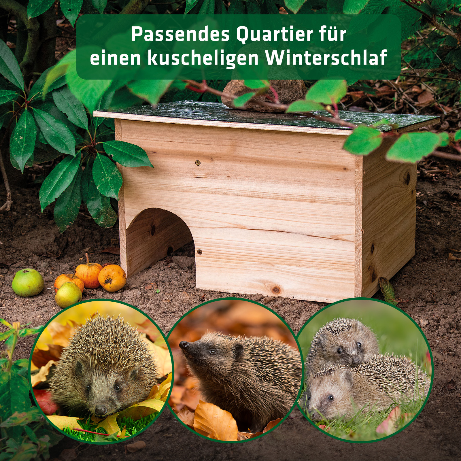 Sobald das Igelhaus hergerichtet ist bietet es den Igeln eine fantastische Überwinterungsmöglichkeit.