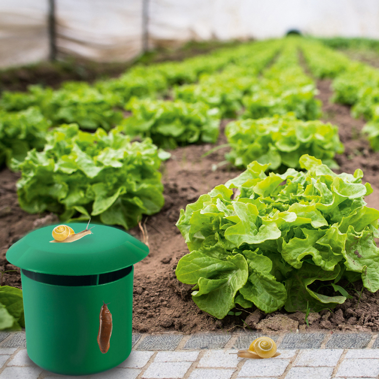 Jetzt Schnecken von Beet weglocken, mit Hausmitteln wie Bier.
