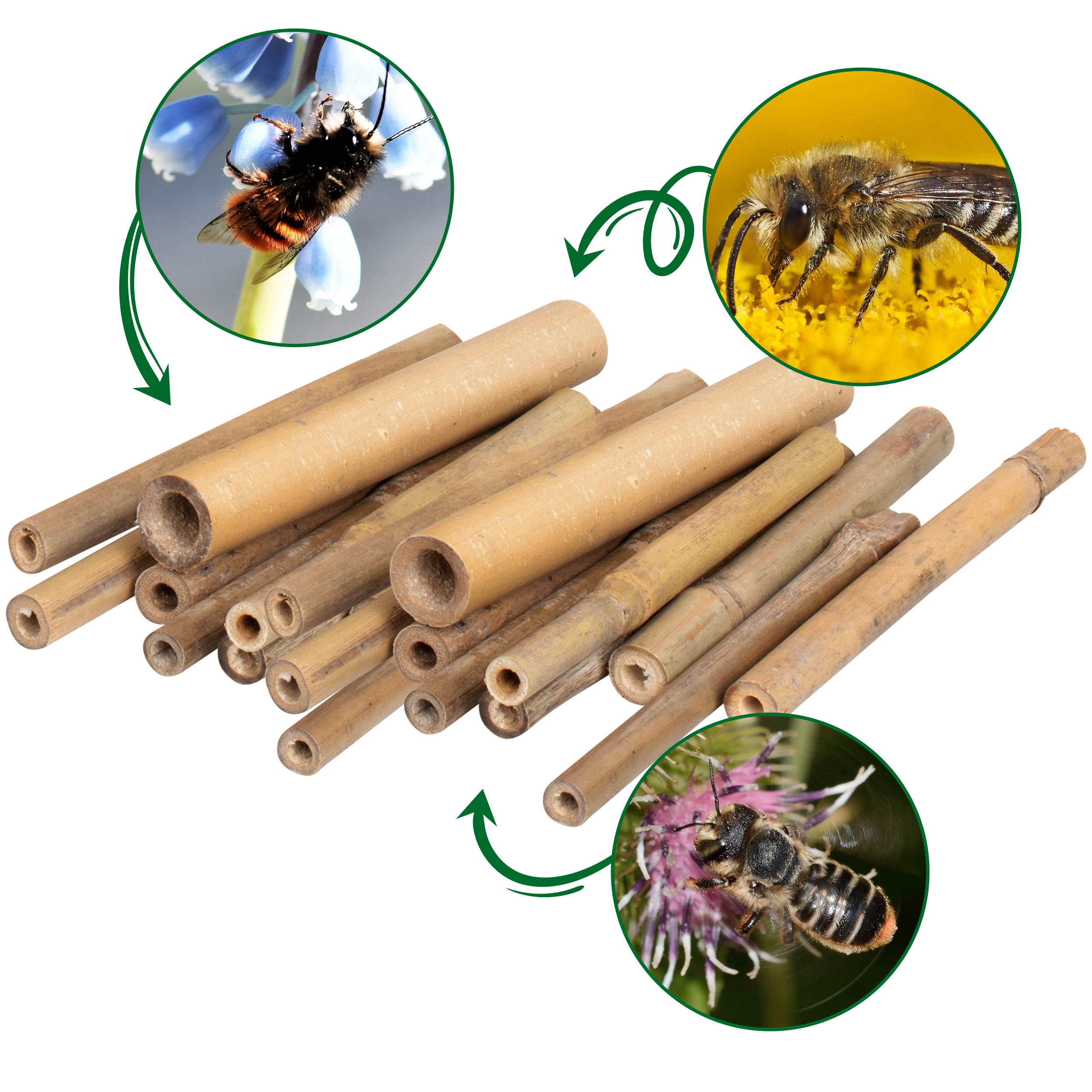 Bambusröhrchen sind ideal für Ihr Wildbienenhotel: passende Brutgelegenheiten durch natürlich variierende Durchmesser