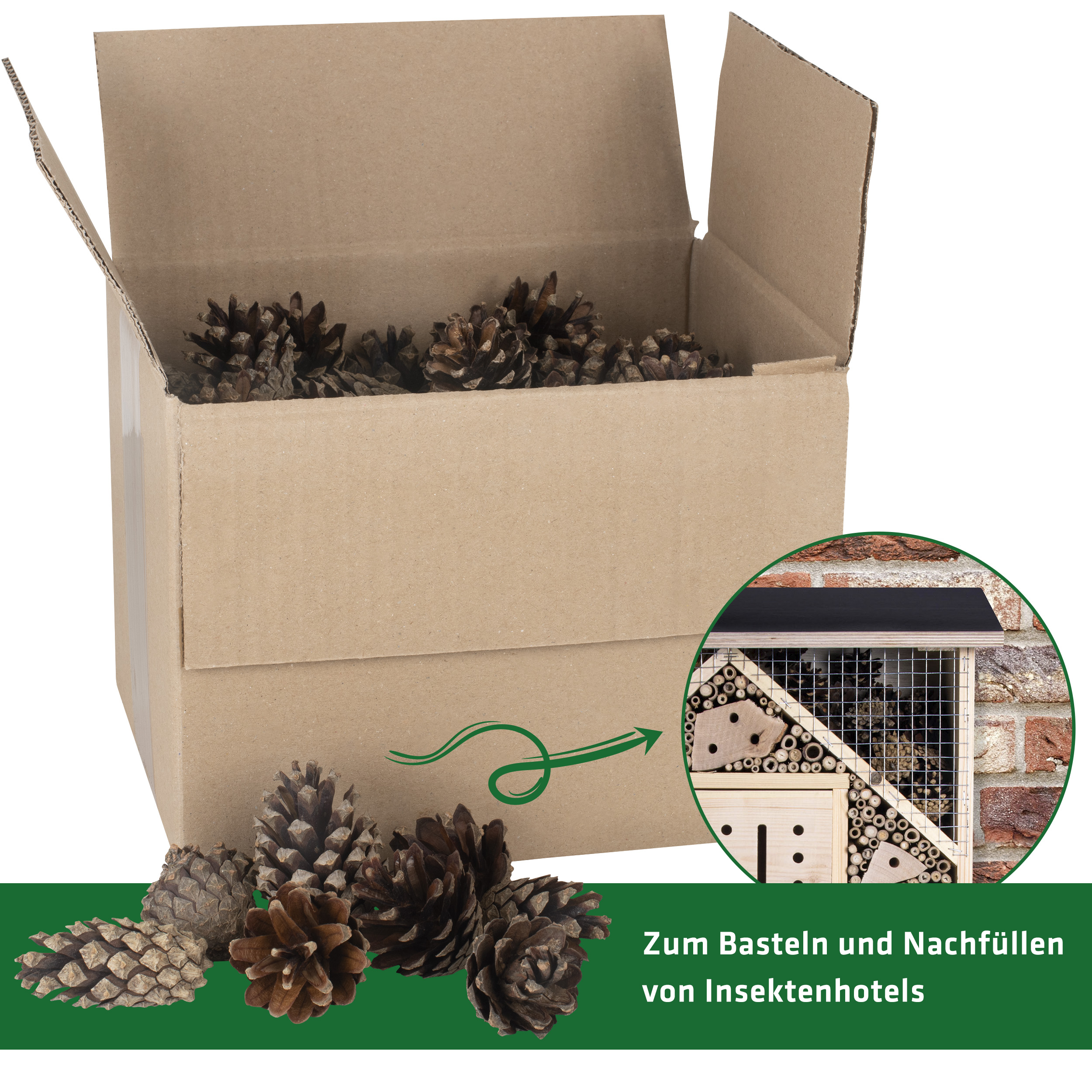 Für den optimalen Zugang zu den Zapfen sollten sie in einem Fach hinter etwas Kaninchendraht platziert werden.