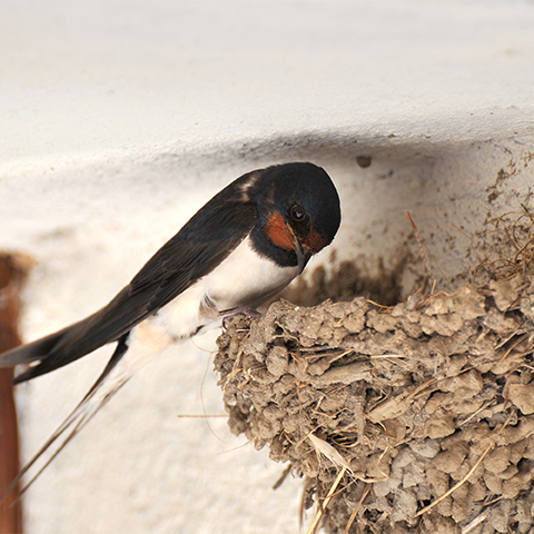Schwalben verursachen enorm viel Dreck beim Nestbau aber man darf die Nester nicht entfernen also sollten Sie die Vögel vorher abwehren.