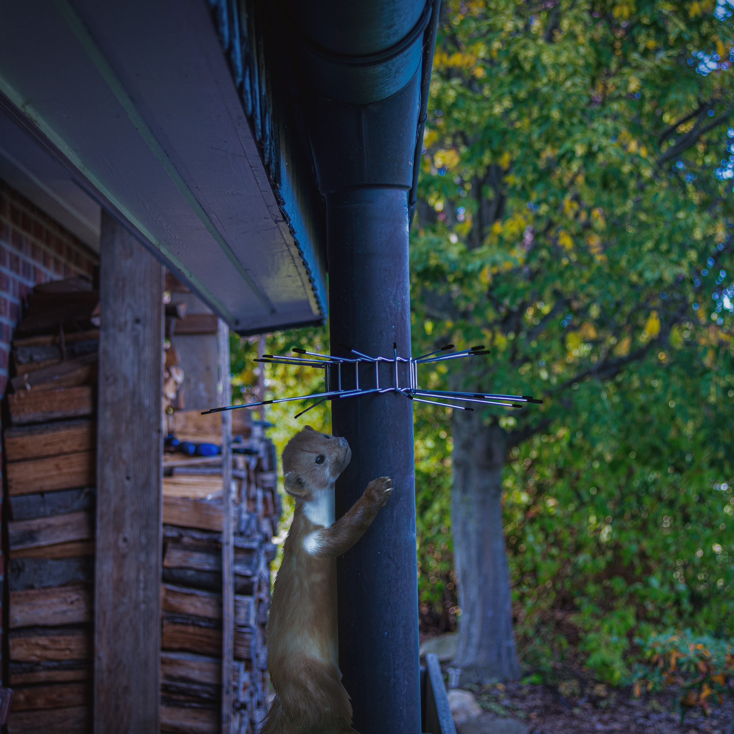 Marder klettern häufig die Fallrohre an Häusern hoch um auf das Dach und den Dachboden zu gelangen.