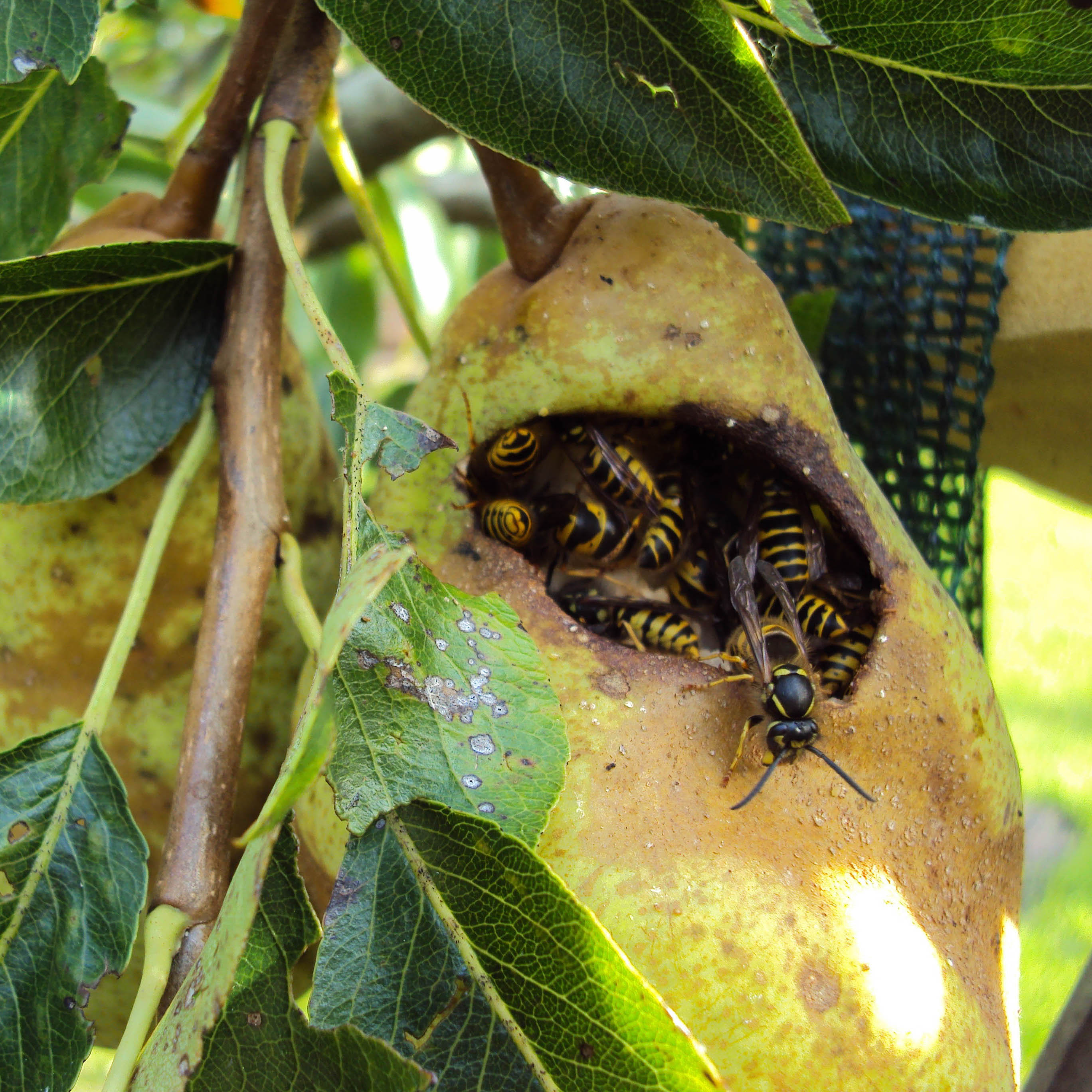 Mit dem Aufstellen von Fallen können Sie auch eventuelle Wespenstiche vorbeugen.