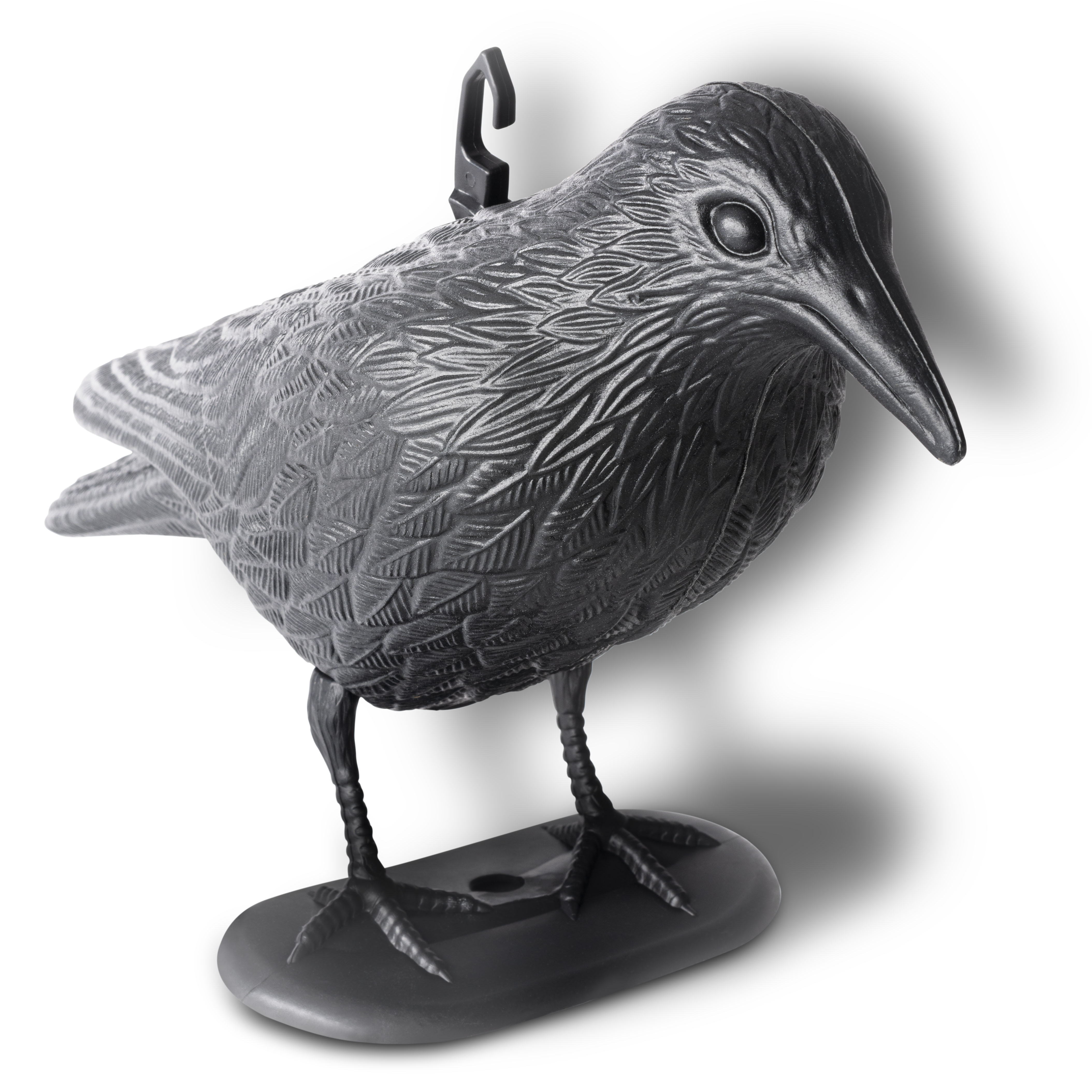 Corvo Scaccia Piccioni