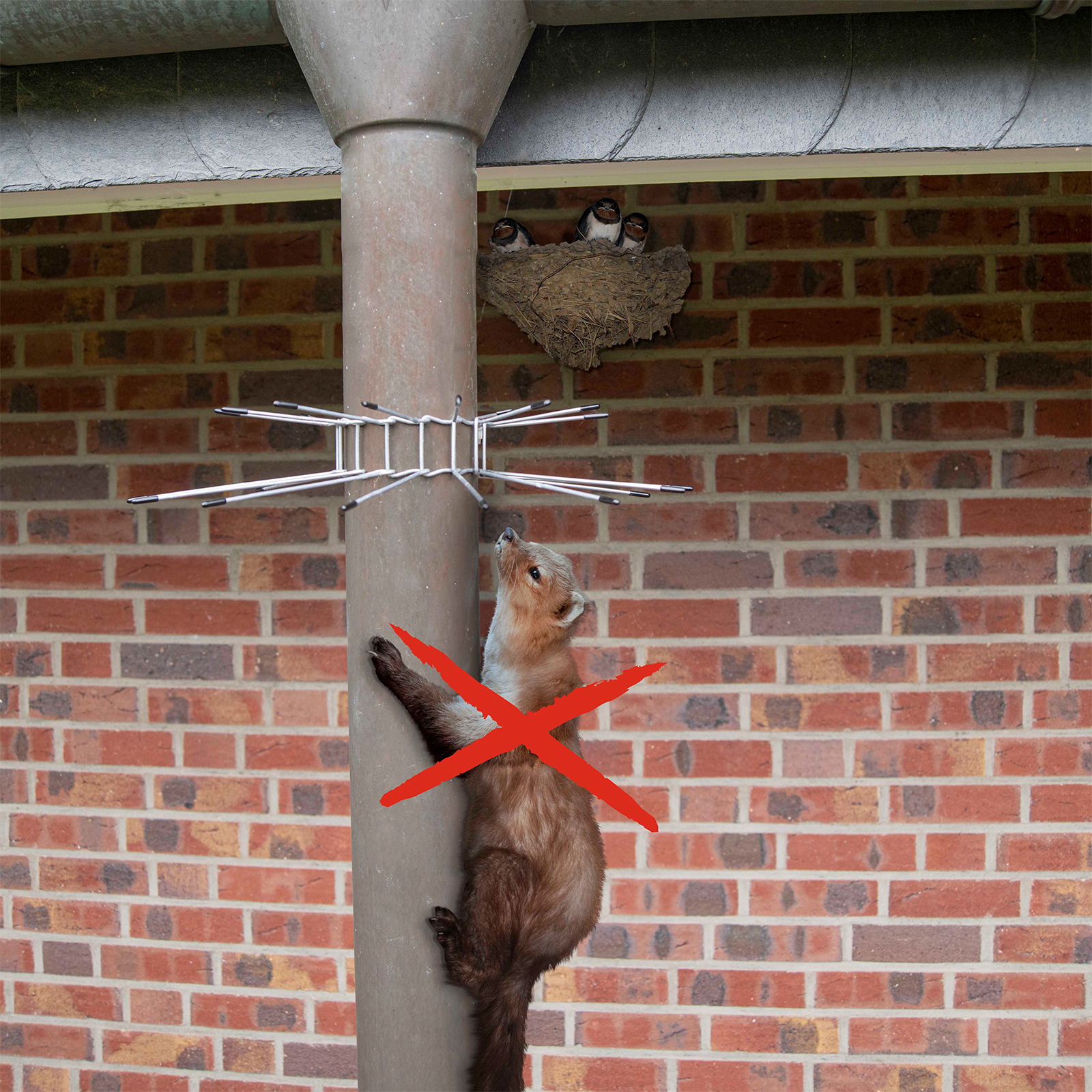 Die Brut und Jungvögel sind für Marder leichte Beute aber mit einem Abwehrgürtel können Sie die Vögel unterstützen.