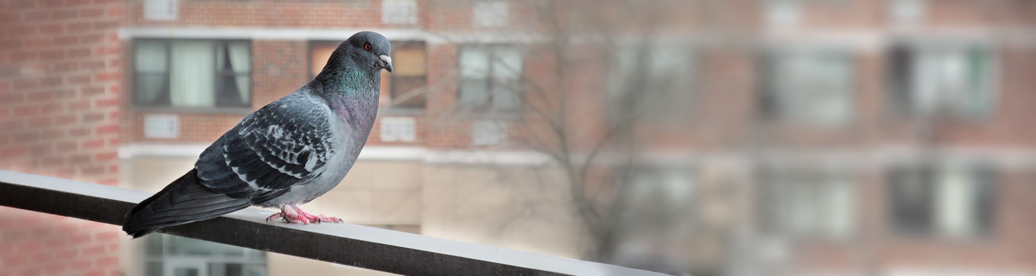 Repellenti per Uccelli