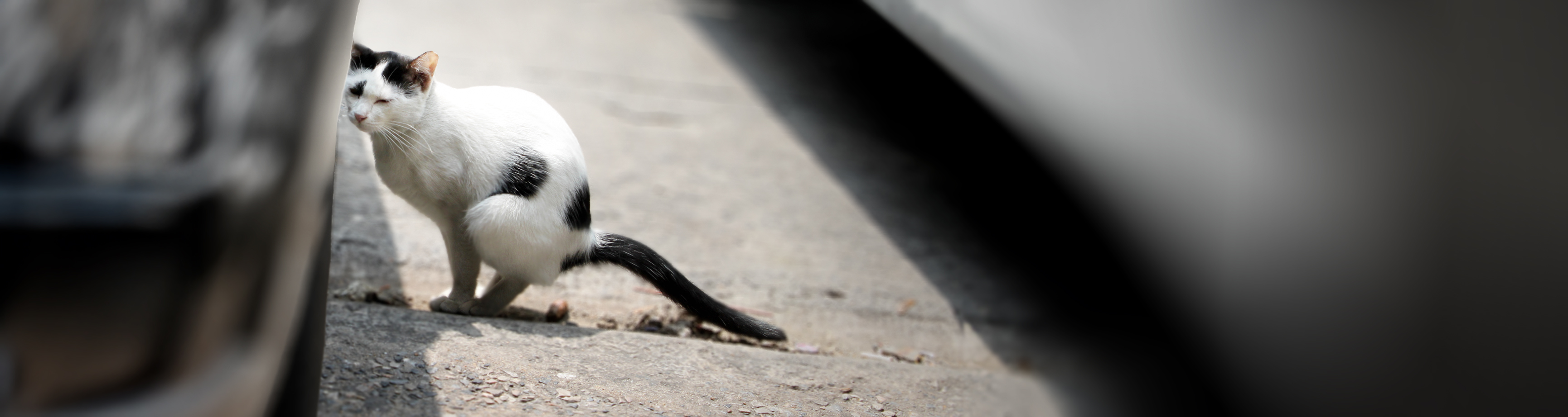 Repellenti per Animali