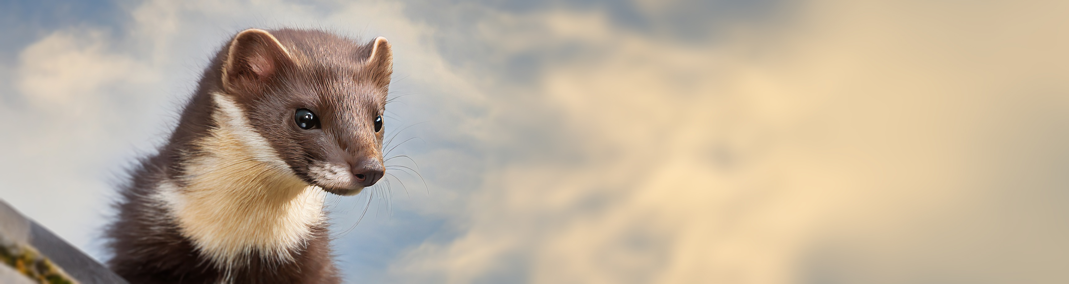 Repellenti per martore per soffitte