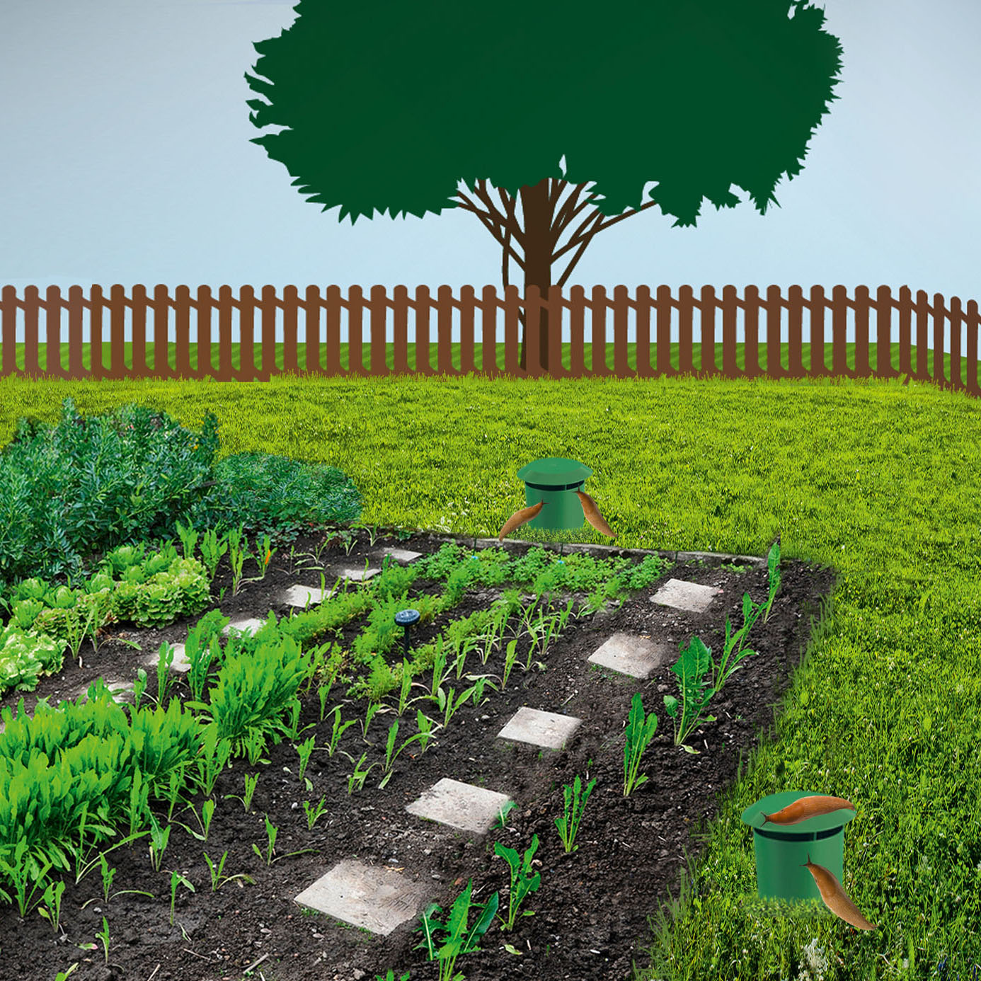 Die Schneckenfallen sollten immer am Rande des Beetes oder noch weiter weg platziert werde, um Schnecken davon wegzulocken.