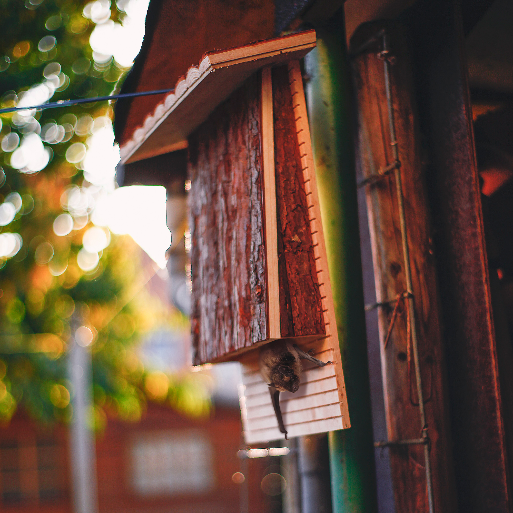 Die lautlosen Jäger der Nacht ernähren sich von Insekten und können uns so auch sehr nützlich sein.
